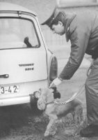 Berlin-Rauschgiftspuerhund-im-Einsatz_Bundesarchiv-Bild_183-1989-1128-013_Uhlemann-Thomas_CC-BY-SA 3-0@2x Berlin, Rauschgiftspürhund im Einsatz (Bundesarchiv, Bild 183-1989-1128-013 / Uhlemann, Thomas / CC-BY-SA 3.0)